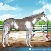 Horse Color:Silver Black Splash