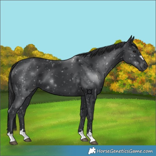 Horse Color:Black 