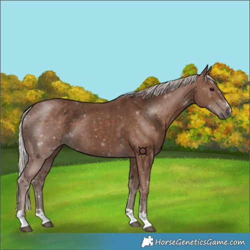 Horse Color:Silver Black