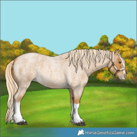 Horse Color:Palomino Roan Splash 