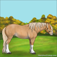 Horse Color:Palomino Roan Splash 