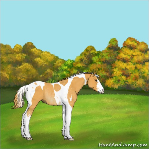 Horse Color:Watercolor Liver Chestnut Sabino Tobiano Rabicano 
