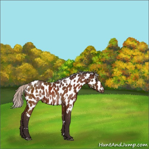 Horse Color:White Spotted Silver Brown Appaloosa Rabicano 