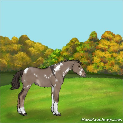 Horse Color:White Spotted Liver Red Dun Tobiano 