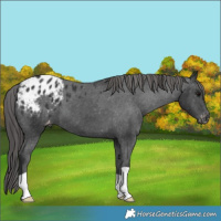 Horse Color:Black Blanket 