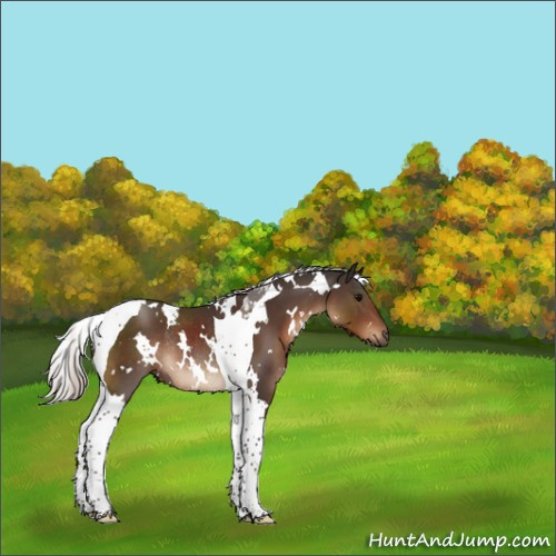 Horse Color:White Spotted Silver Brown Tobiano Rabicano 