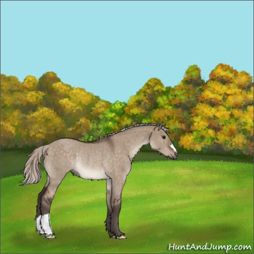 Horse Color:Silver Brown Dun Rabicano 