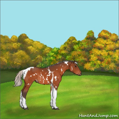 Horse Color:White Spotted Silver Brown Tobiano Rabicano 