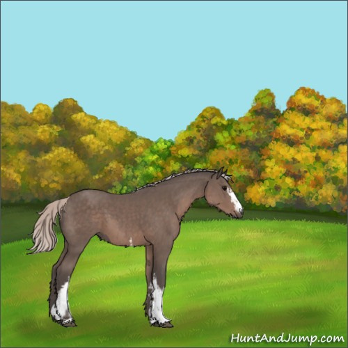 Horse Color:White Spotted Silver Black 