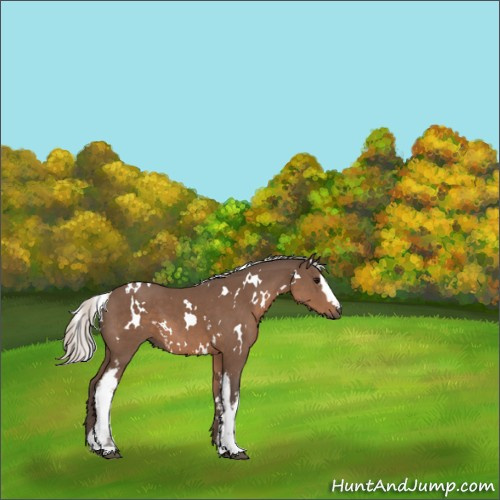 Horse Color:White Spotted Silver Black 