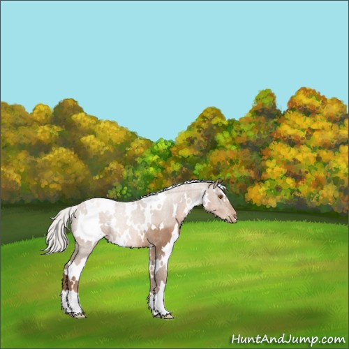 Horse Color:White Spotted Silver Black Pearl Rabicano 