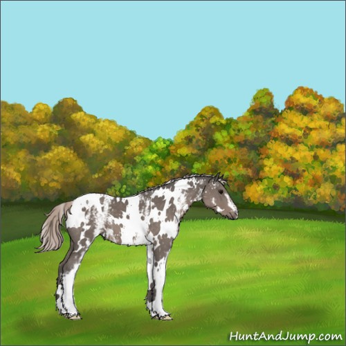 Horse Color:White Spotted Silver Black 