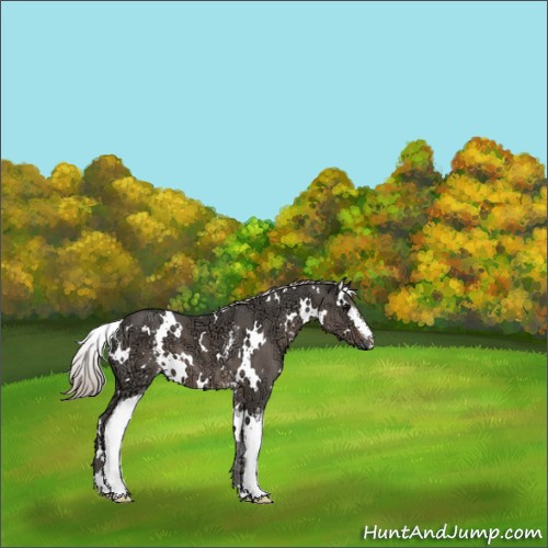 Horse Color:White Spotted Silver Black Ice 