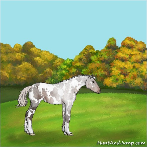 Horse Color:White Spotted Silver Black 