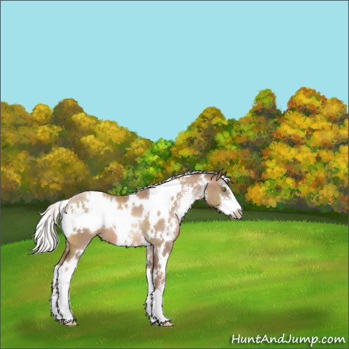 Horse Color:White Spotted Silver Brown Pearl Mushroom Sabino 