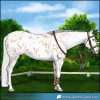 Horse Color:Silver Bay Pearl Near Leopard Rabicano 