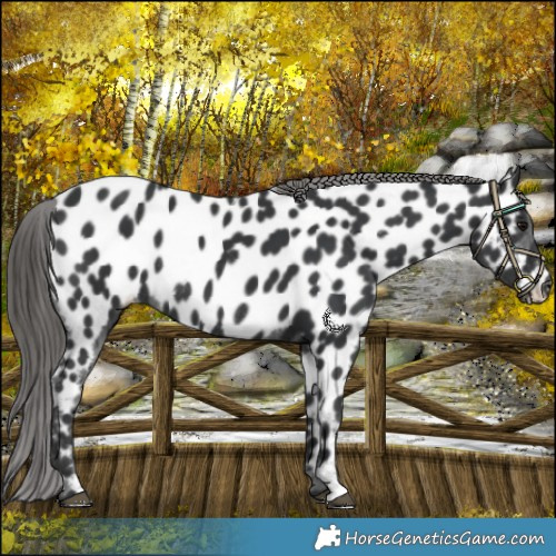 Horse Color:Black Appaloosa Rabicano 