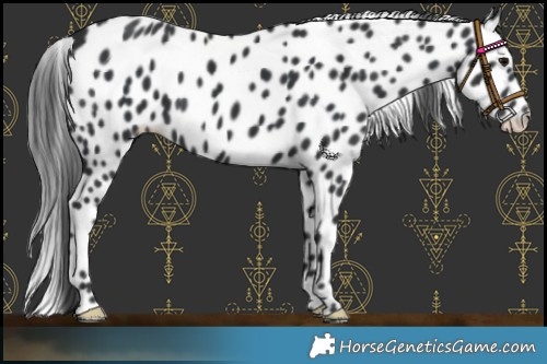 Horse Color:Black Appaloosa 