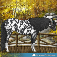 Horse Color:Black Near Leopard