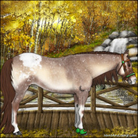 Horse Color:Red Onyx Roan Appaloosa 