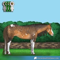 Horse Color:White Spotted Buckskin Splash Tobiano Appaloosa Rabicano 