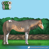 Horse Color:White Spotted Buckskin Splash Tobiano Varnish Rabicano 