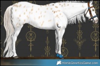 Horse Color:Chocolate Palomino Dun Sabino Blanket 