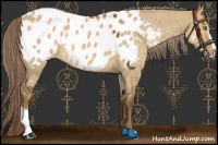 Horse Color:Chocolate Palomino Dun Sabino Appaloosa 