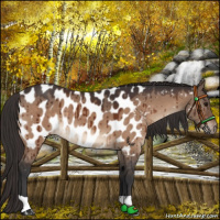 Horse Color:Bay Dun Near Leopard Brindle 