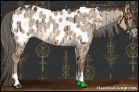 Horse Color:Liver Red Dun Mushroom Appaloosa Brindle