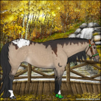 Horse Color:Brown Dun Varnish 