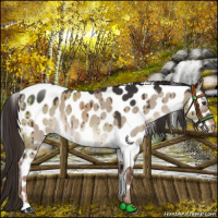 Horse Color:Liver Red Dun Appaloosa Brindle 