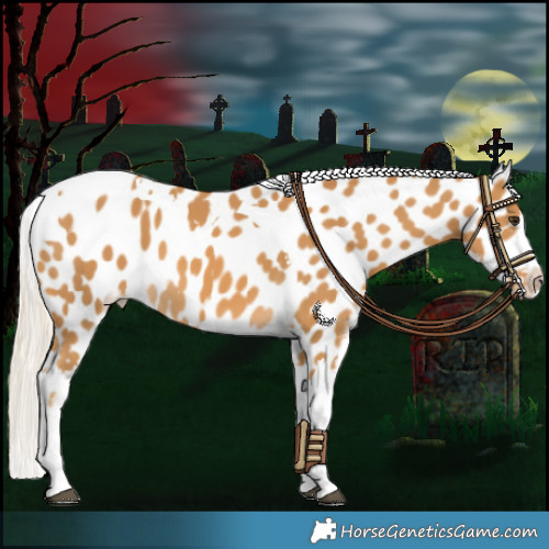 Horse Color:Palomino Tobiano Appaloosa 