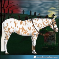 Horse Color:Palomino Tobiano Appaloosa