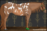 Horse Color:Red Roan Appaloosa 