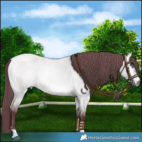 Horse Color:Chocolate Buckskin Chinchilla Roan Dun Rabicano 