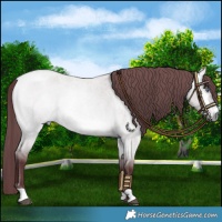 Horse Color:Chocolate Buckskin Chinchilla Roan Dun Rabicano