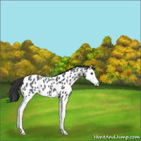 Horse Color:Blue Roan Splash Appaloosa 