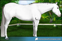 Horse Color:Brown Appaloosa 