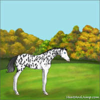 Horse Color:Black Splash Near Leopard 