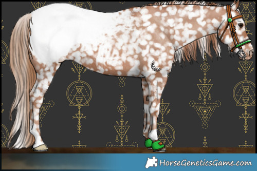 Horse Color:Black Pearl Appaloosa 
