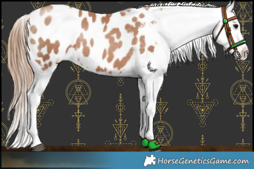 Horse Color:Black Pearl Appaloosa 