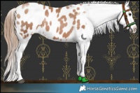 Horse Color:Black Pearl Blanket 