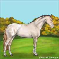 Horse Color:Buckskin Roan Pearl Tobiano Appaloosa Rabicano