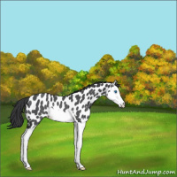 Horse Color:Blue Roan Splash Leopard Rabicano 