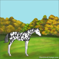 Horse Color:Black Splash Appaloosa 