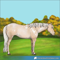 Horse Color:White Spotted Silver Buckskin Pearl Rabicano 
