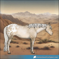 Horse Color:White Spotted Silver Buckskin Pearl Appaloosa