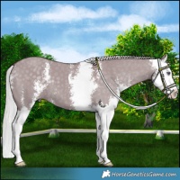 Horse Color:Chocolate Silver Smoky Grullo Chinchilla Sabino Splash