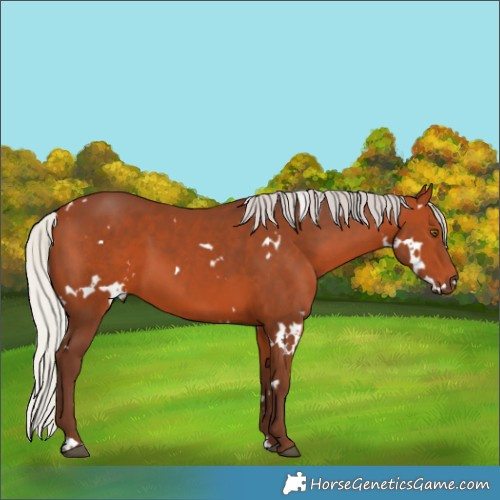 Horse Color:White Spotted Silver Bay 